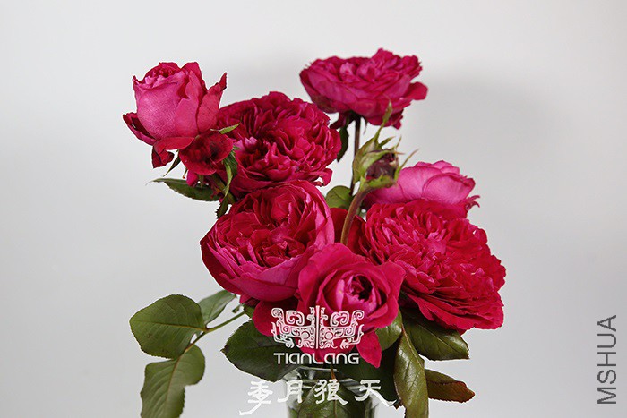 �ʼ���֬ƿ��