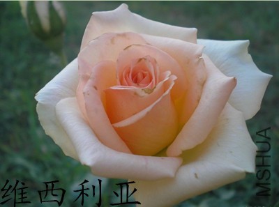 230647za5vzhw0suz0y0ws_����.jpg