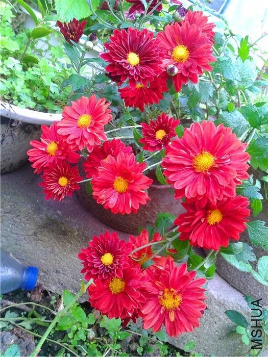 2015-10-16 07.19.16.jpg