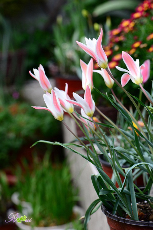 DSC_2890.jpg