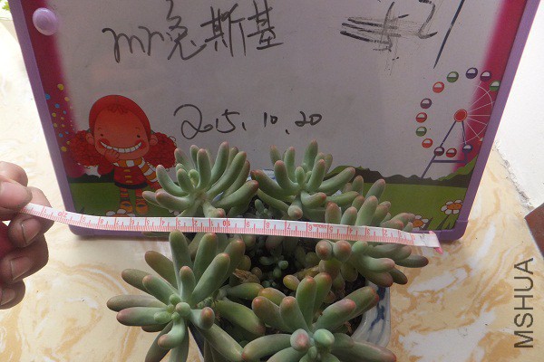 ������Ů��  ��ͷ��ׯ Сͷ�ö�ͷ 20Ԫ  ���跢��