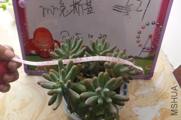 DSCF4196.JPG