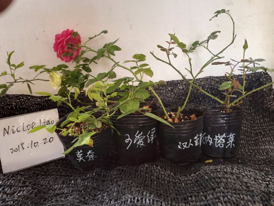 QQͼƬ20151020085912.jpg