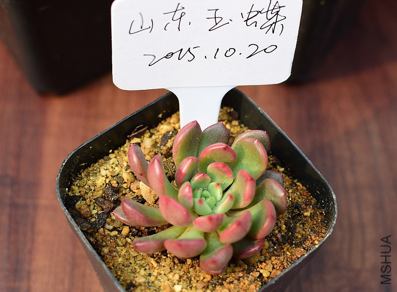 �챦ʯ