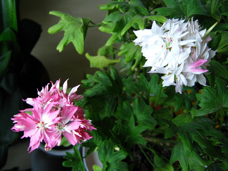 IMG_4646_T216.jpg
