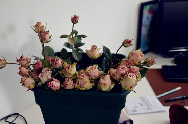 DSC_0881_����.jpg