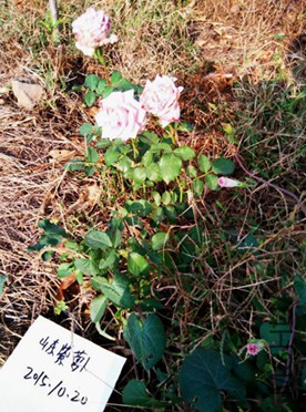 QQͼƬ20151020192511.jpg