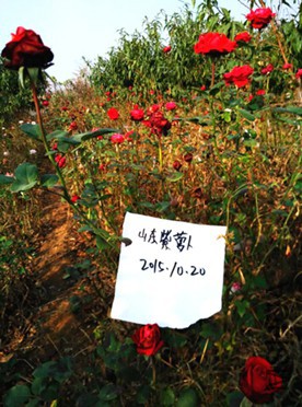 QQͼƬ20151020192548.jpg