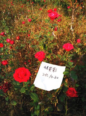QQͼƬ20151020192552.jpg