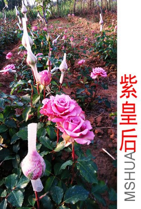 IMG_20150519_182657.jpg