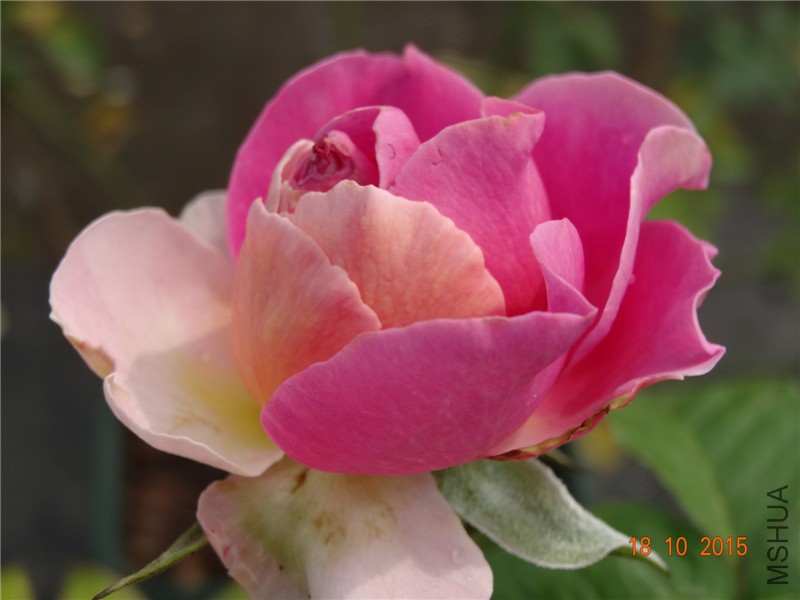 DSC06642.jpg