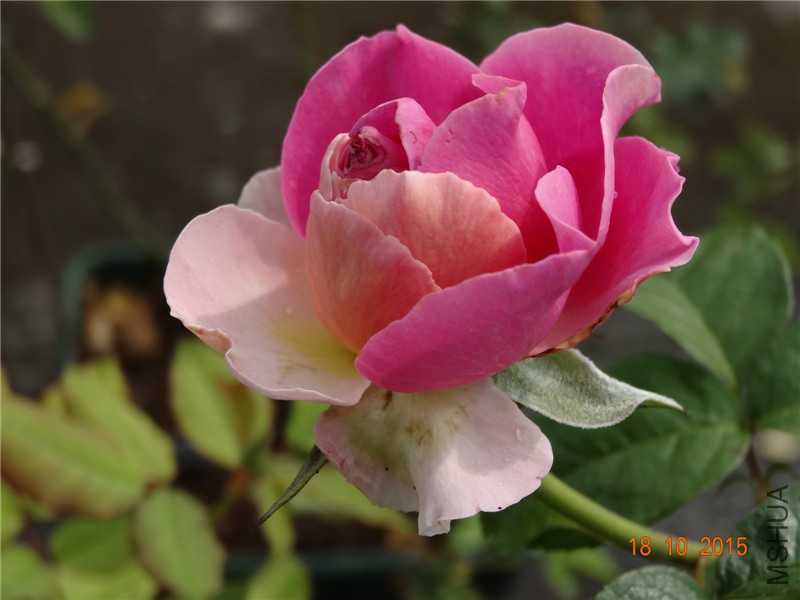 DSC06640.jpg