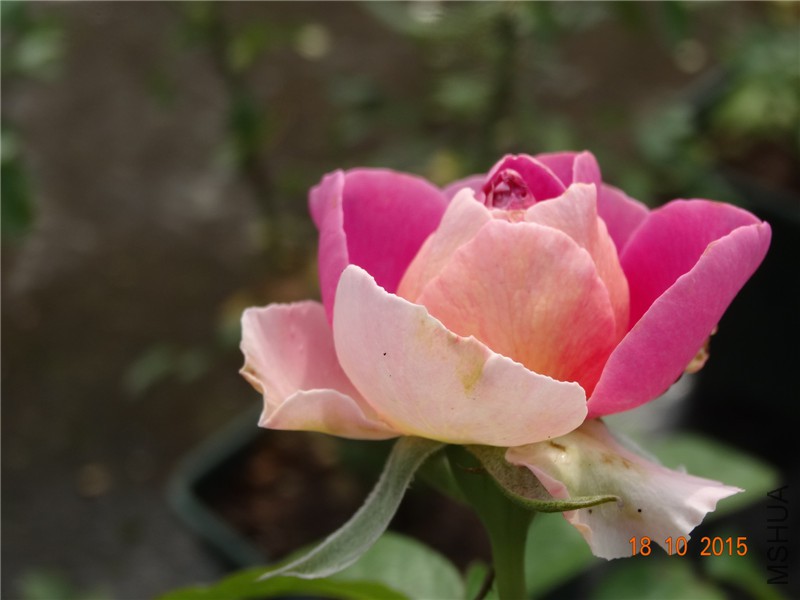 DSC06641.jpg