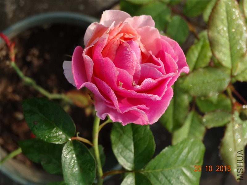 DSC06695.jpg