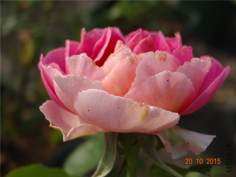 DSC06696.jpg