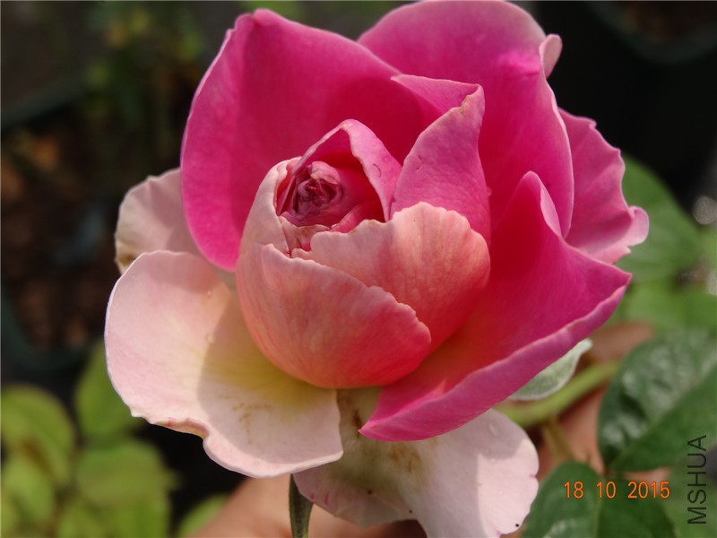 DSC06647.jpg