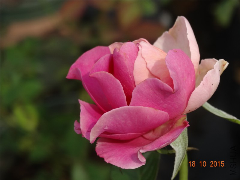 DSC06643.jpg