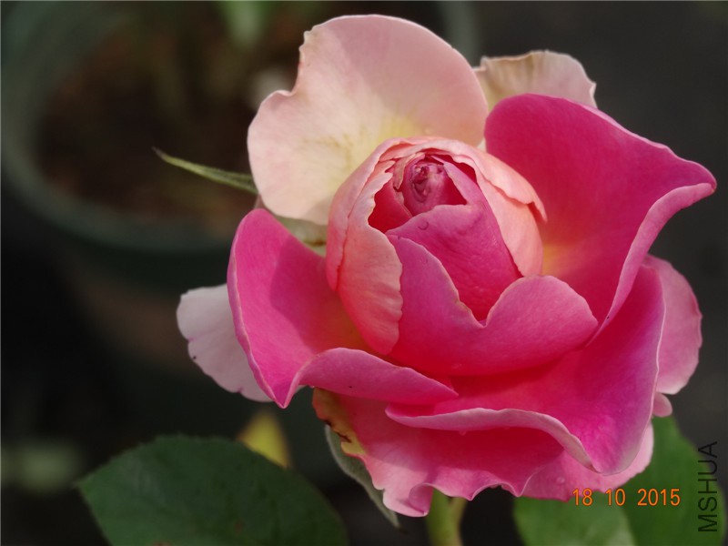 DSC06644.jpg