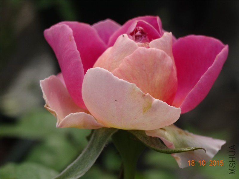 DSC06645.jpg