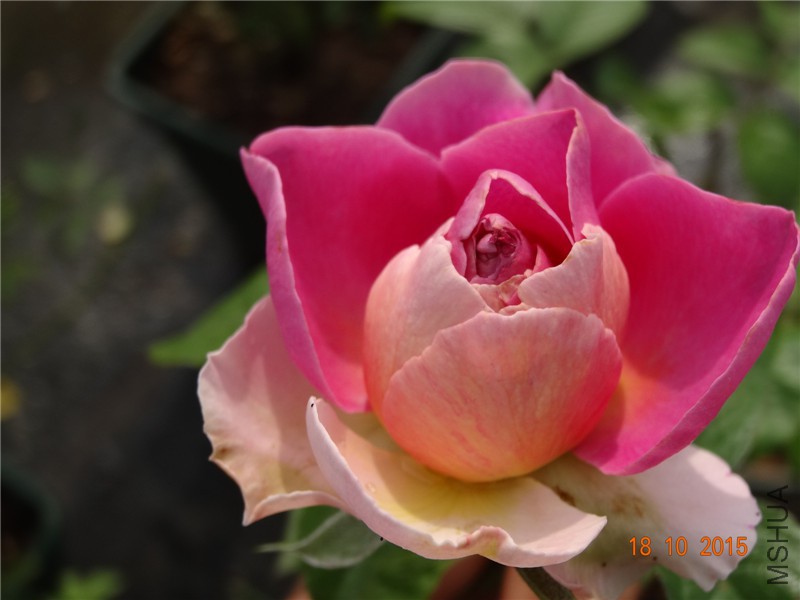 DSC06646.jpg