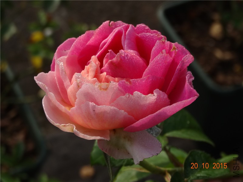 DSC06691.jpg