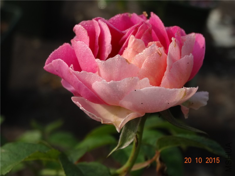 DSC06693.jpg