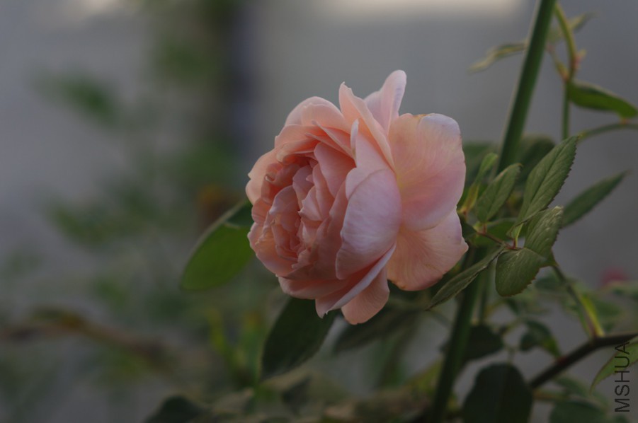 IMGP1752_����.jpg