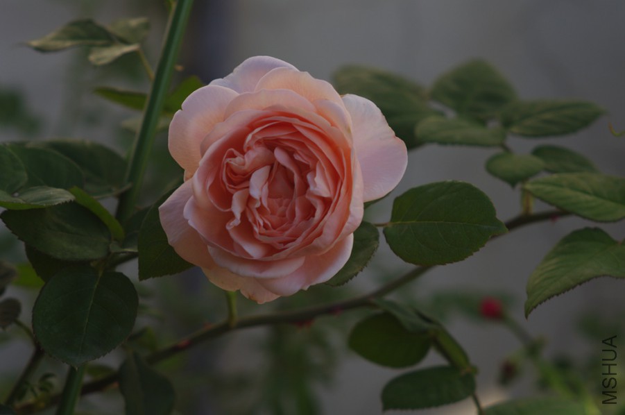 IMGP1761_����.jpg