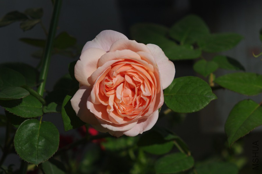 IMGP1765_����.jpg