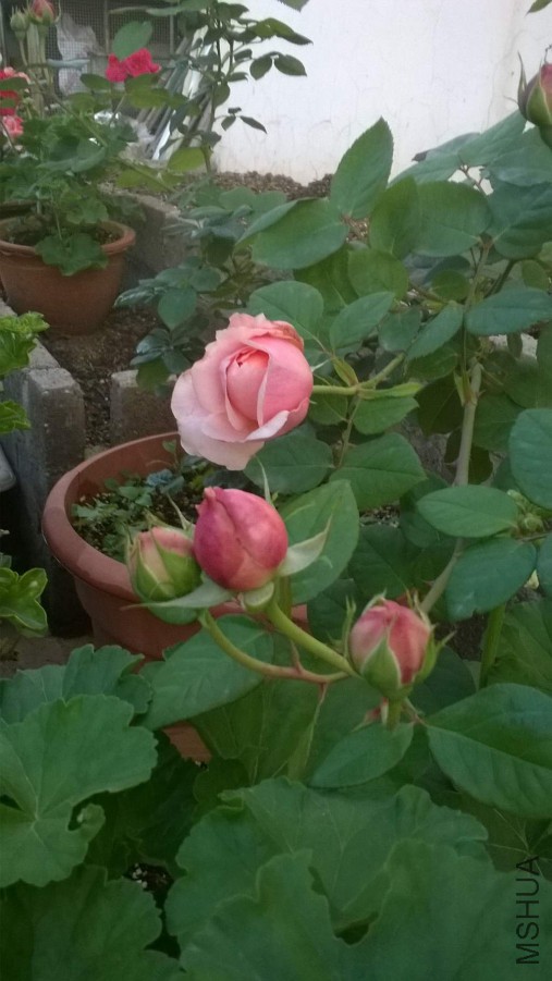 WP_20151019_012_����.jpg