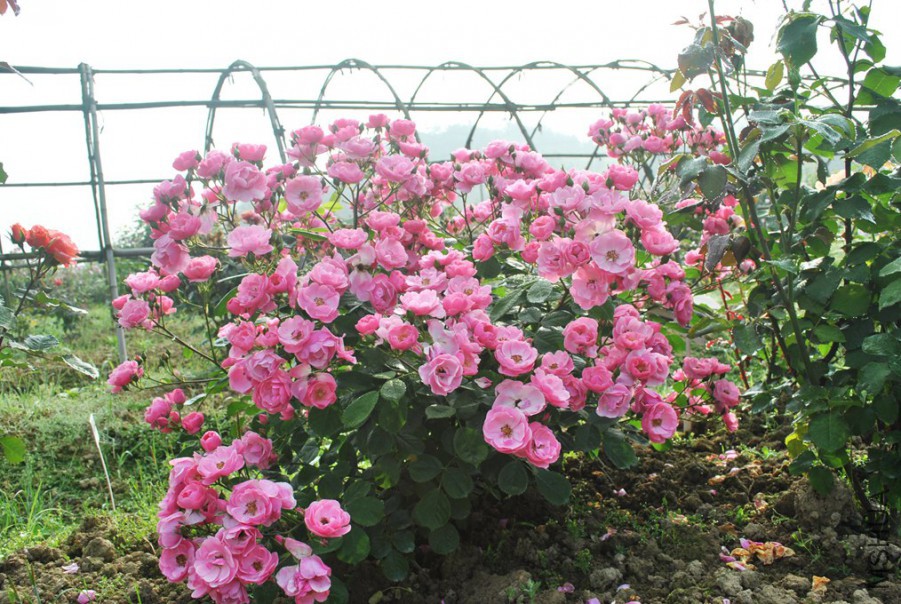 ������ (1).jpg