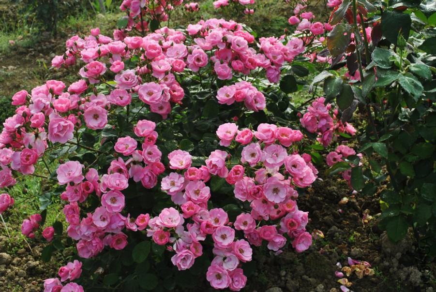 ������ (2).jpg