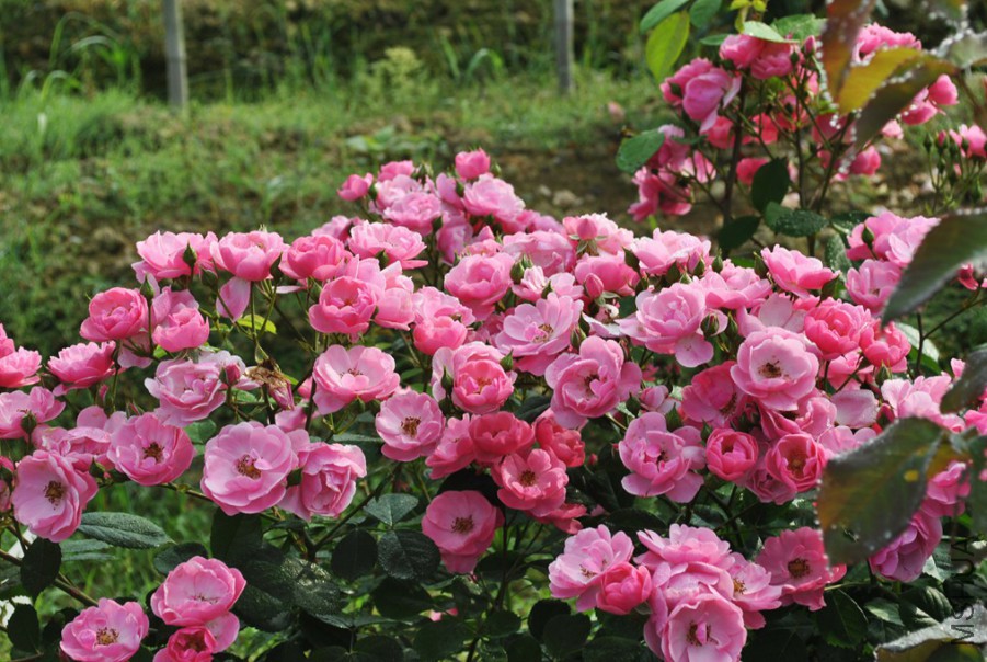 ������ (3).jpg