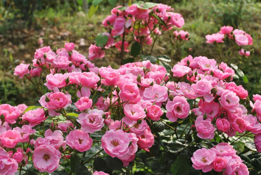 ������ (4).jpg