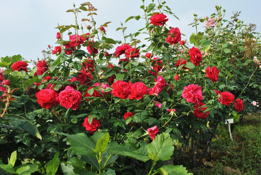 ����˹���� (1).jpg