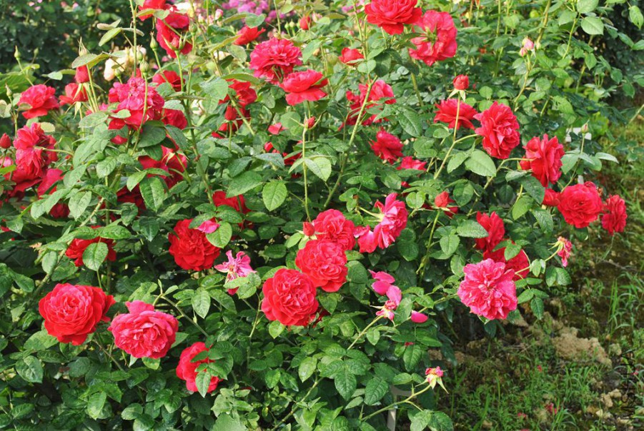 ����˹���� (2).jpg