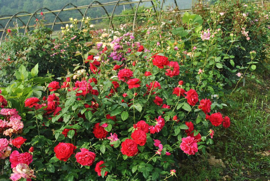 ����˹���� (3).jpg