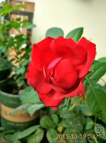 IMG_20151019_082203_HDR.jpg