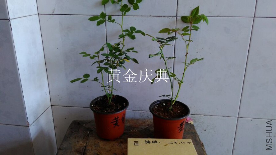QQͼƬ20151021110212.jpg