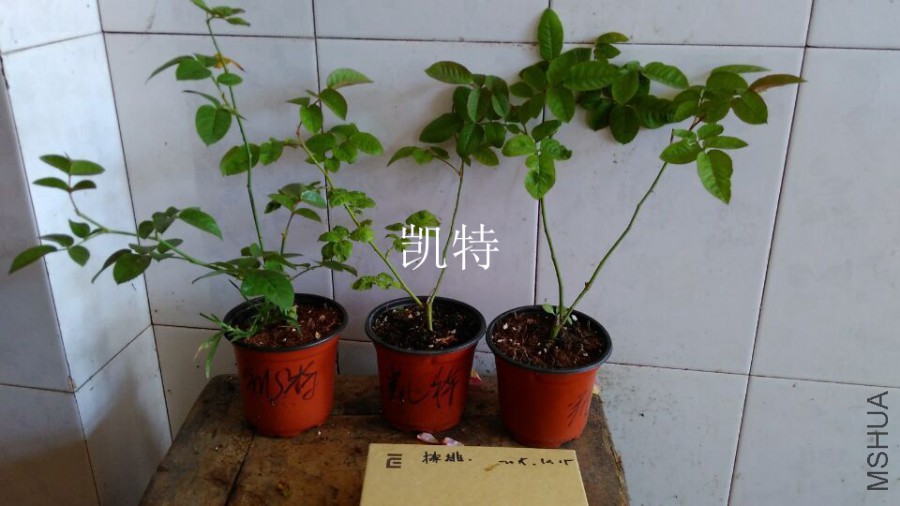 QQͼƬ20151021110222.jpg