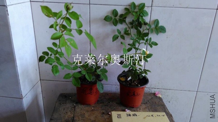 QQͼƬ20151021110229.jpg
