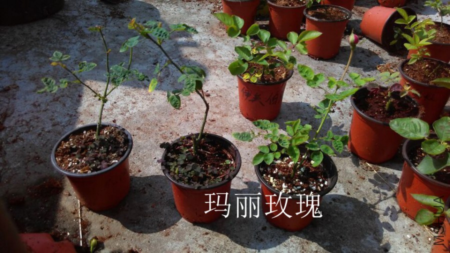 QQͼƬ20151021140325.jpg