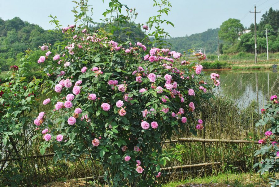 ������ά������ (1).jpg