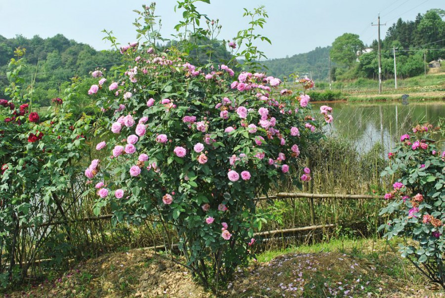 ������ά������ (2).jpg