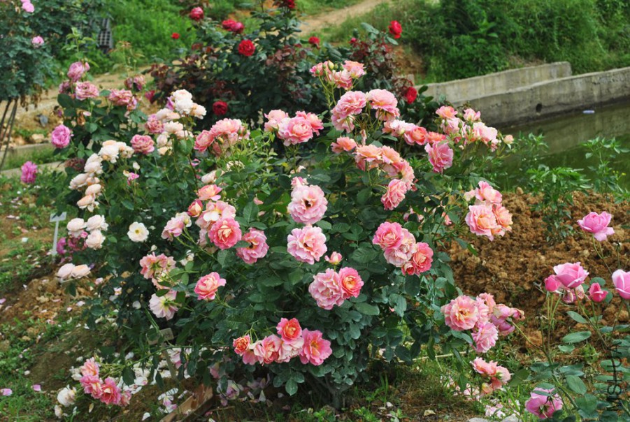 �������� �� (4).jpg