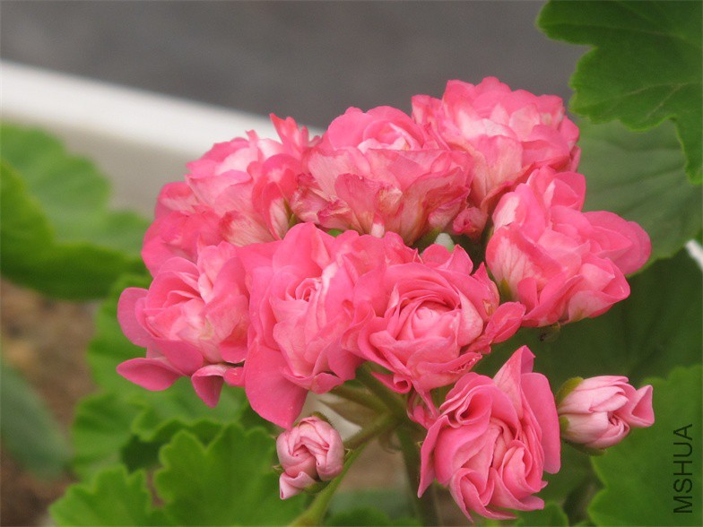 ��Ƭ 034.jpg