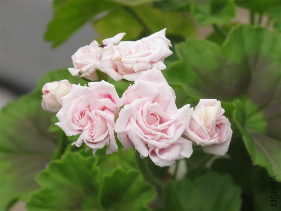 ��Ƭ 027.jpg