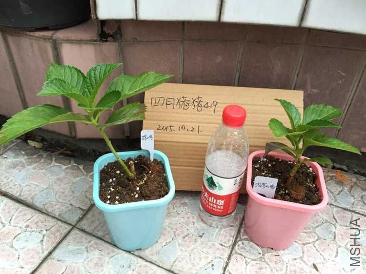 ���޵ĺ�.jpg