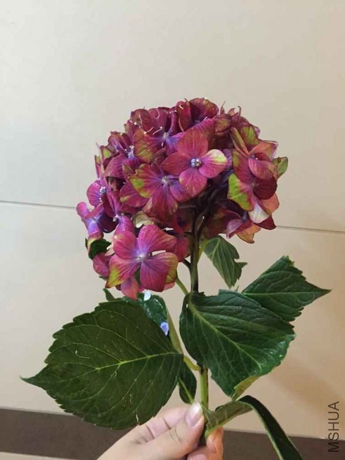 ����֦�����޵ĺ�.jpg