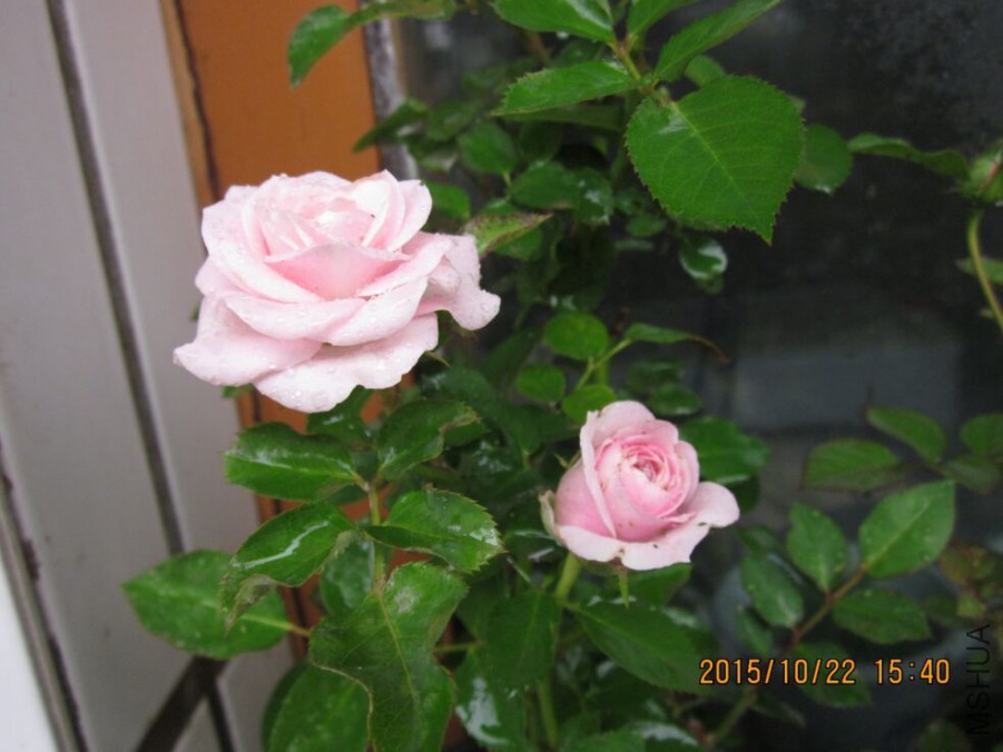 QQͼƬ20151022190339.jpg